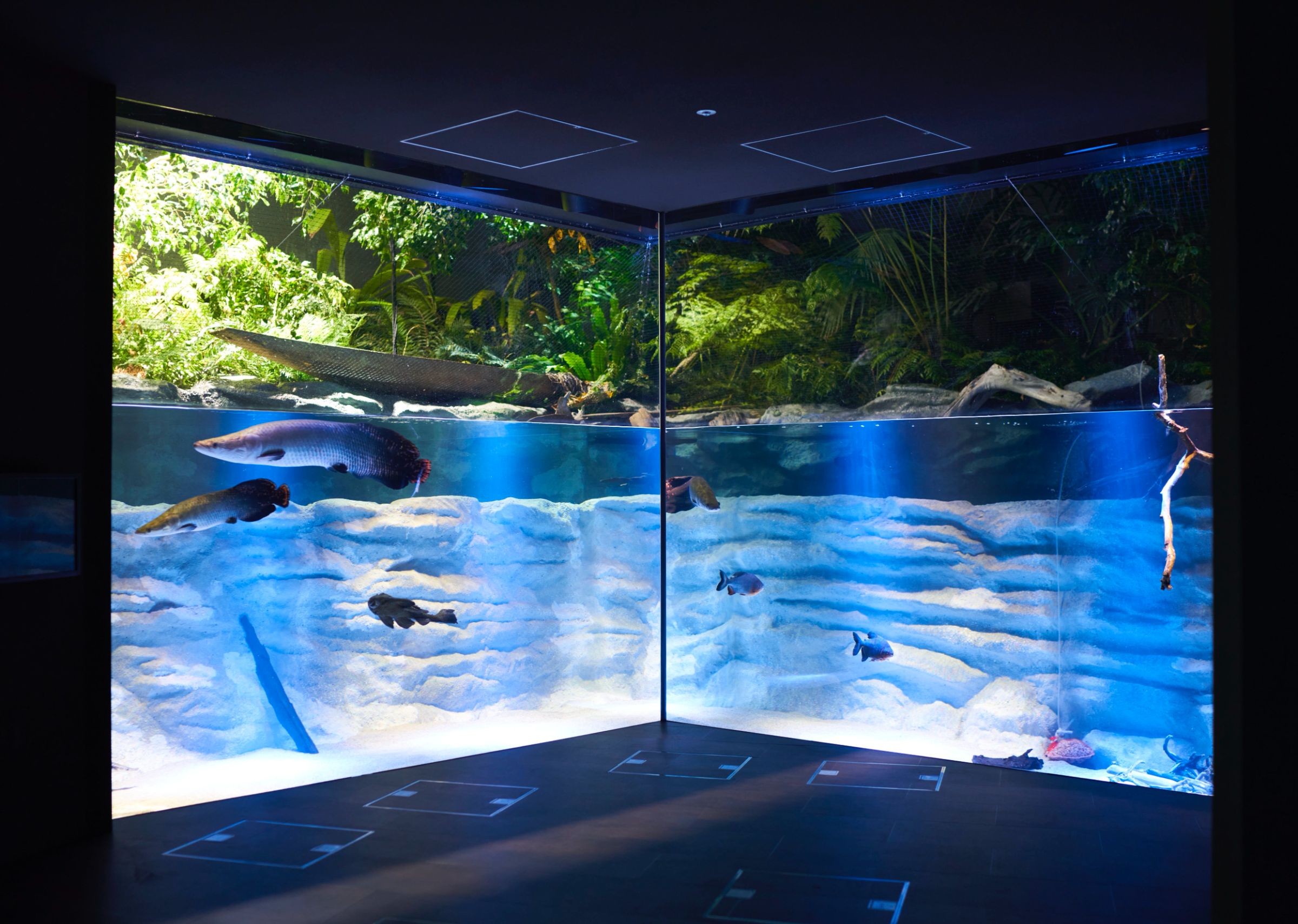 カワスイ川崎水族館の大型水槽。水面の上まで熱帯植物が茂る