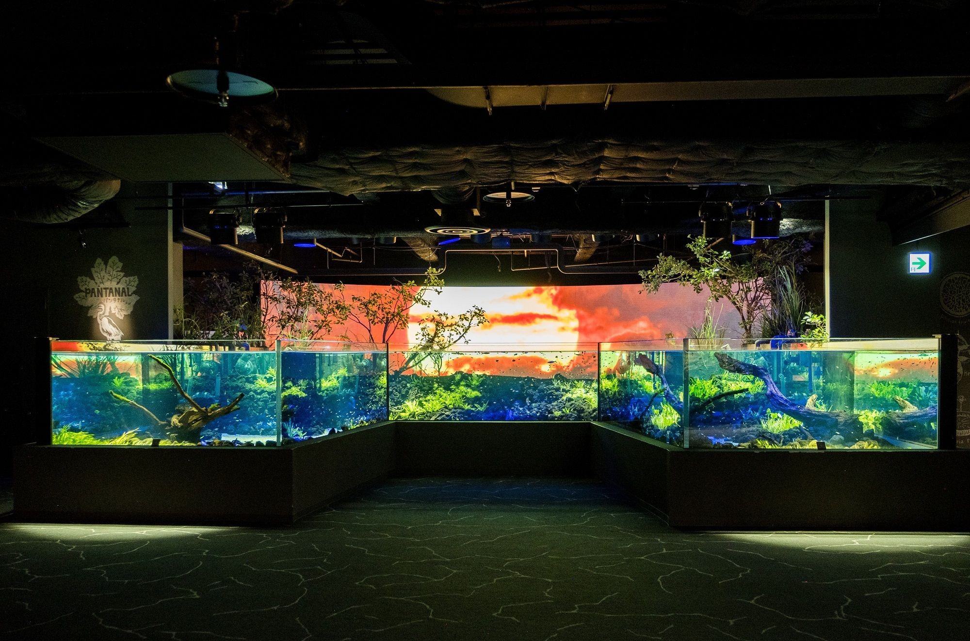 流木や水草を配した水槽が並び、奥に夕焼けの大型スクリーンが広がる展示エリア