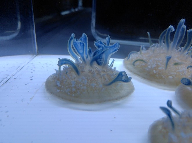 すみだ水族館の水槽で青い触手を広げるサカサクラゲ