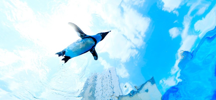屋外水槽を泳ぐペンギンを水中越しに見上げた様子