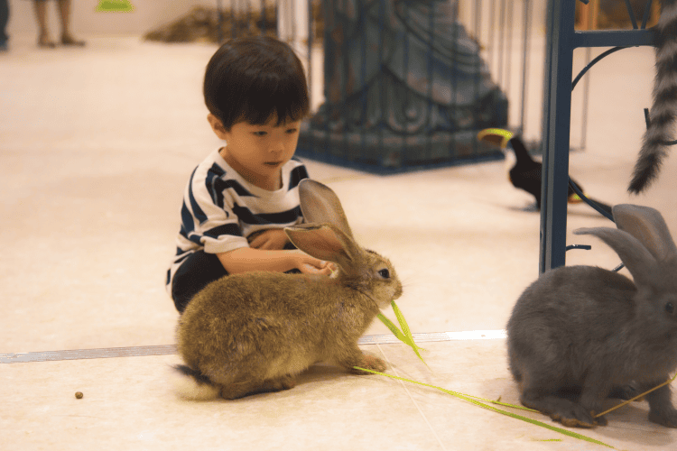 ウサギとふれあう小さな子ども