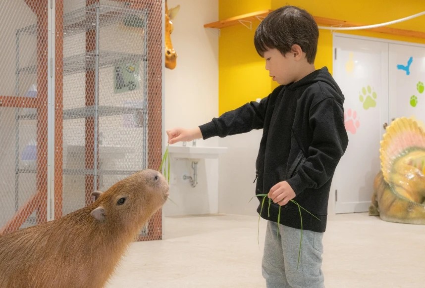 アニタッチ東京ドームシティでカピバラにおやつをあげる男の子