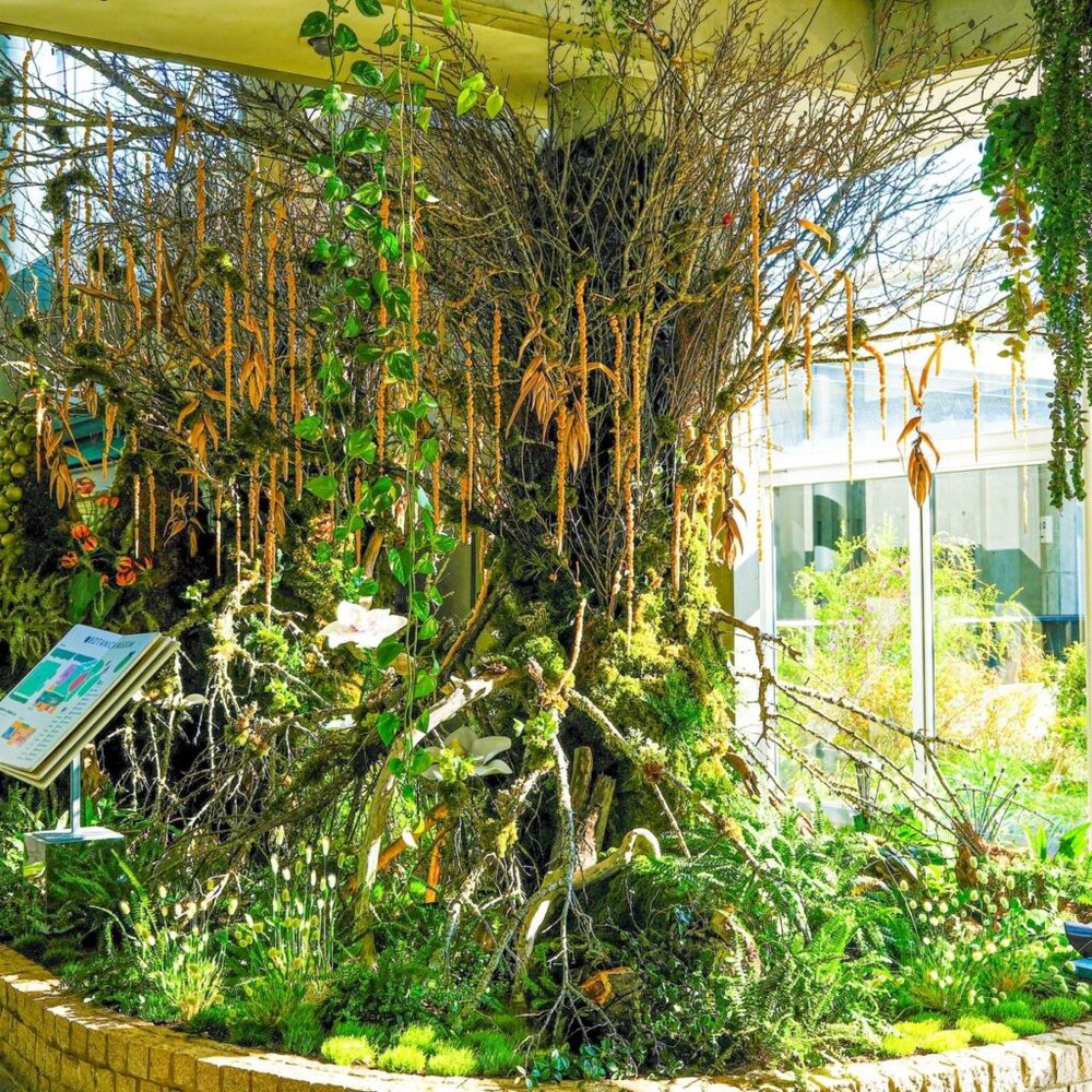 BOTANICA MUSEUM 温室内の苔の木とランの花