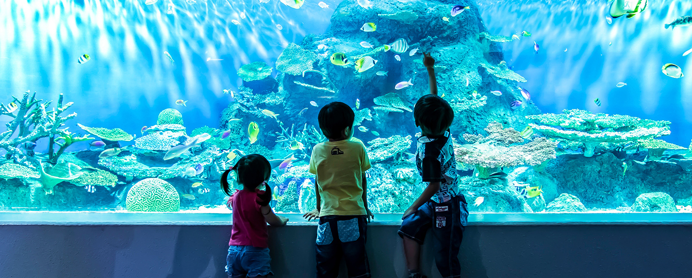 しながわ水族館の大水槽を見る子どもたち