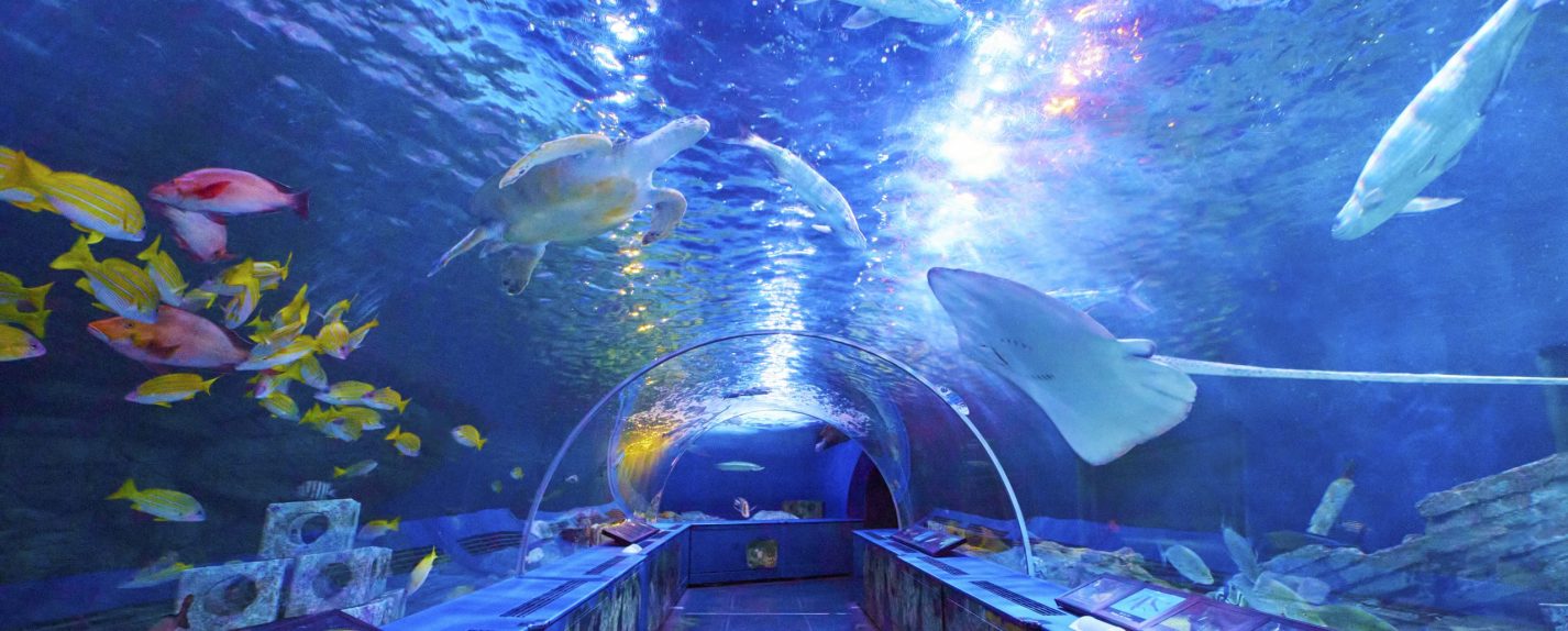 しながわ水族館のトンネル水槽