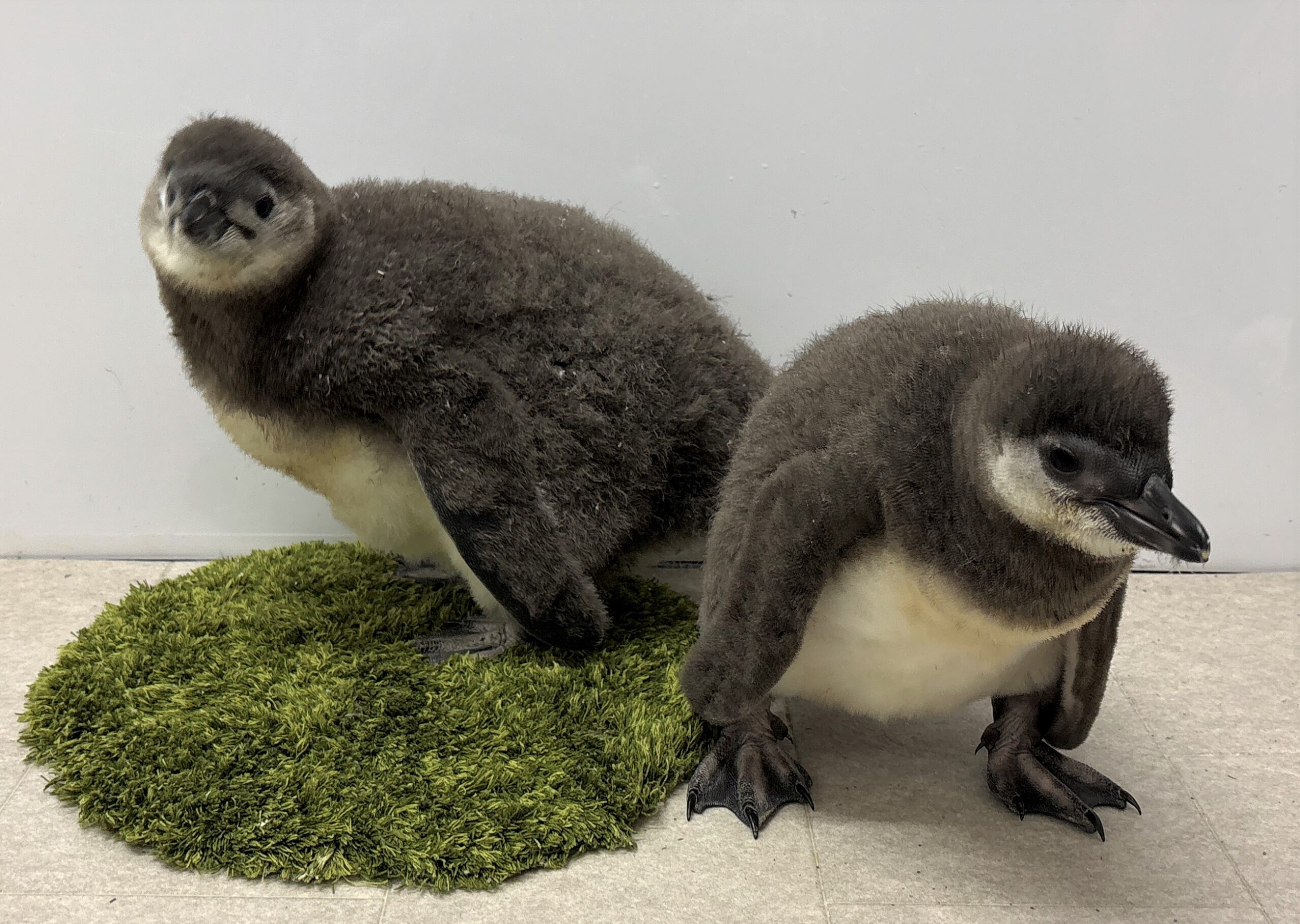すみだ水族館のペンギンの赤ちゃん