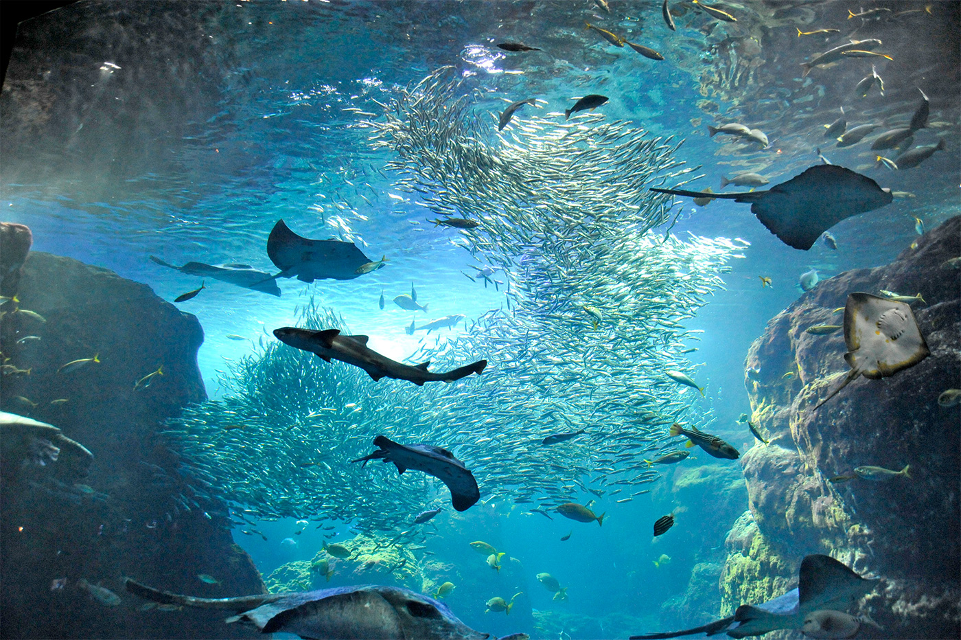 新江ノ島水族館の相模湾大水槽
