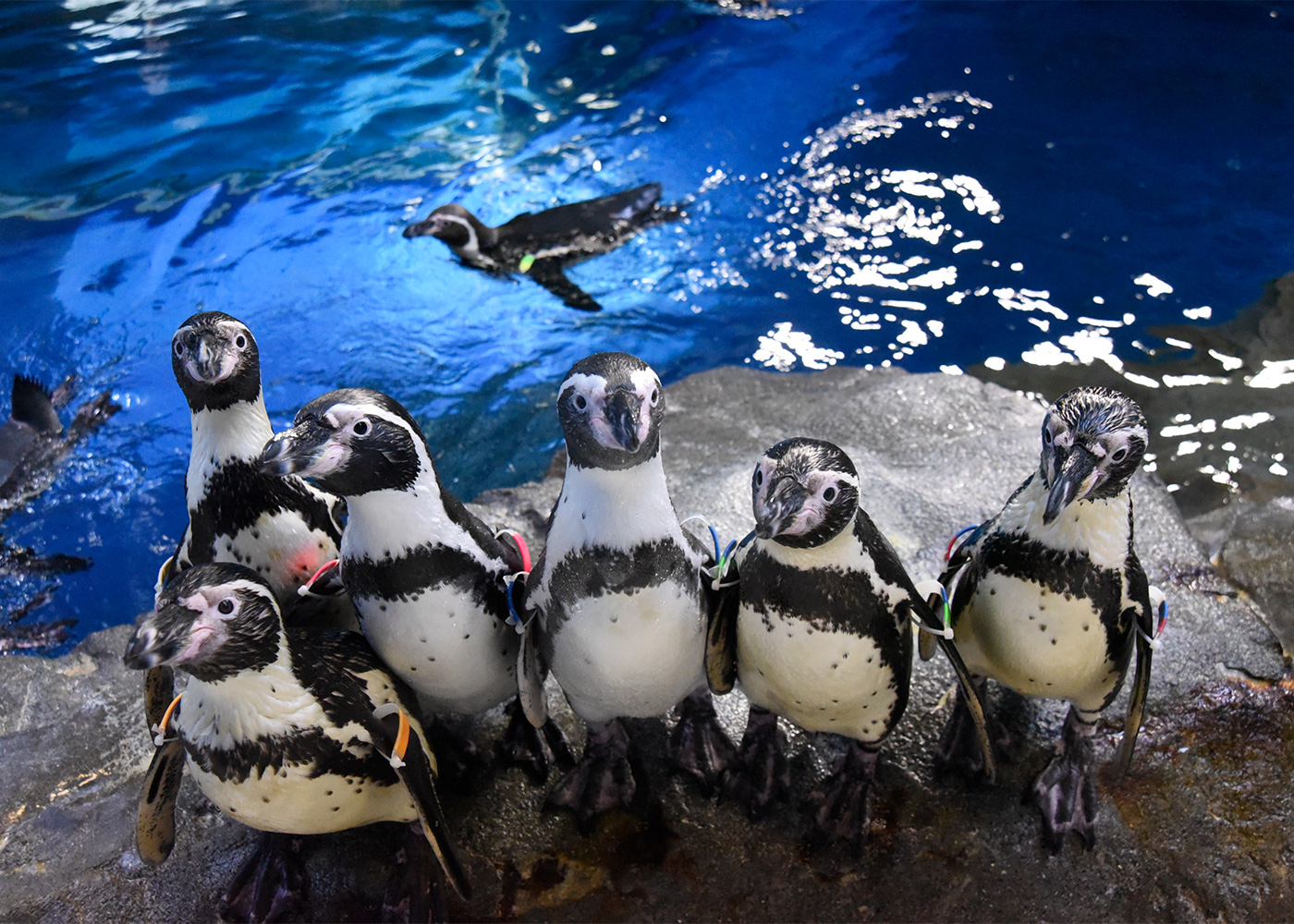 えのすいのペンギン