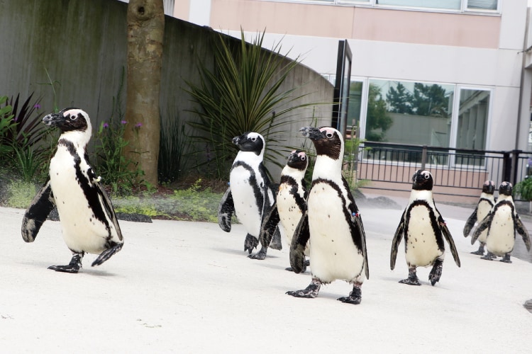 ふれあいラグーンのペンギン