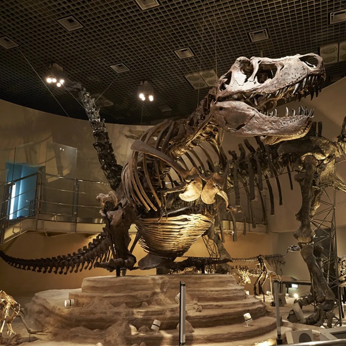 国立科学博物館の恐竜骨格