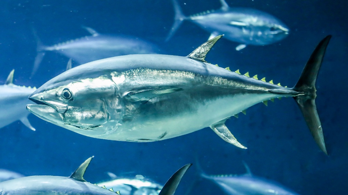 葛西臨海水族園のクロマグロ