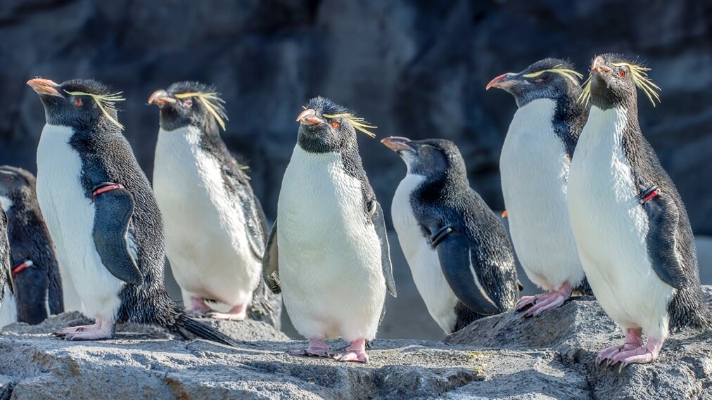 イワトビペンギン