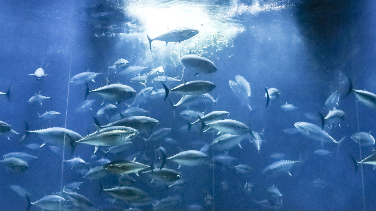 マグロ水槽を見る来園者