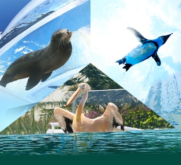 サンシャイン水族館の生きもの