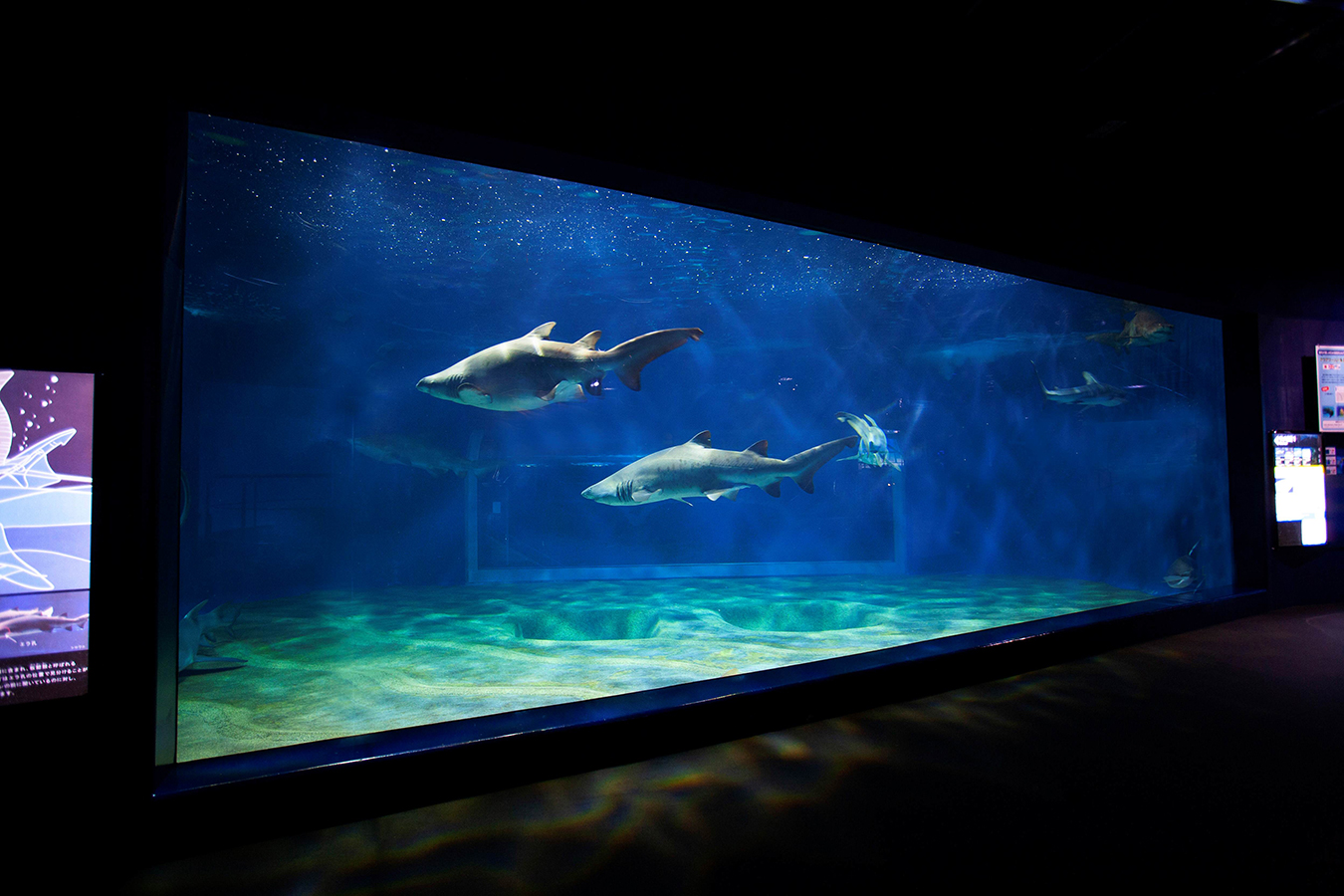 サメの海の水槽で泳ぐ複数のサメ