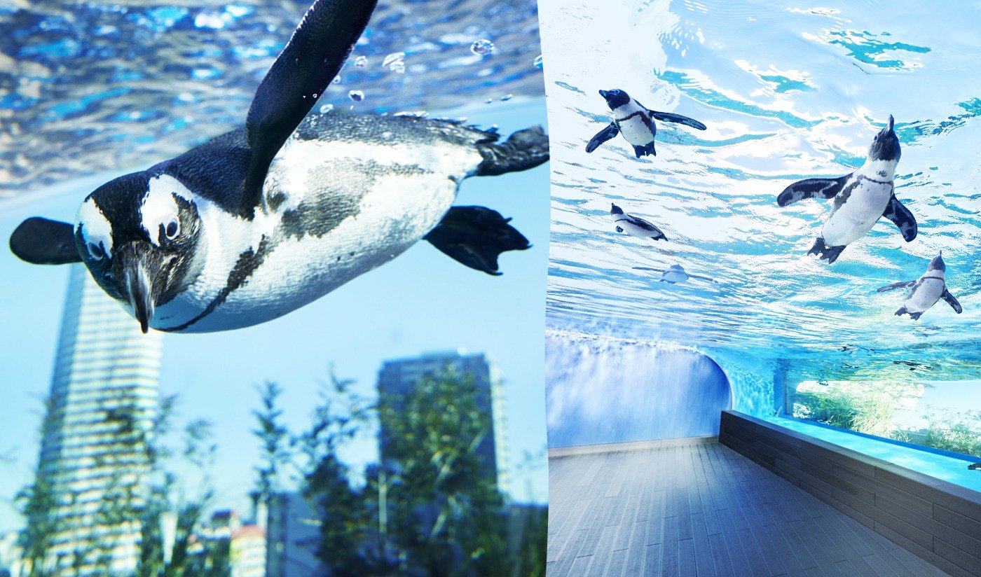 サンシャイン水族館の天空のペンギン