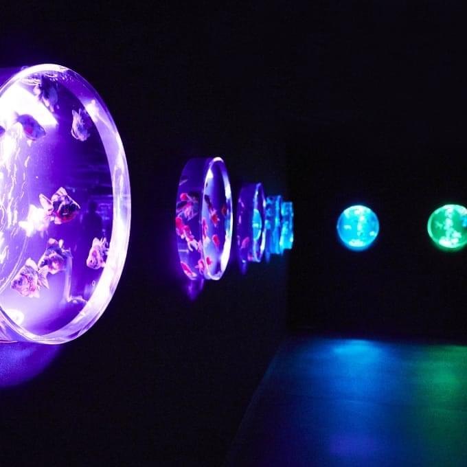 球体の金魚鉢が並ぶ展示