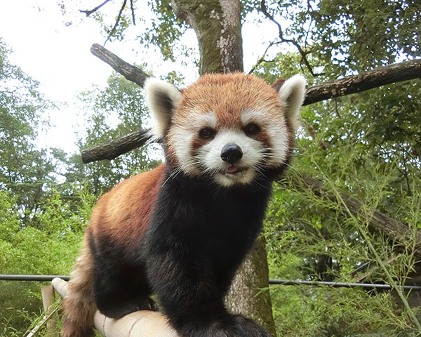木の上のレッサーパンダ
