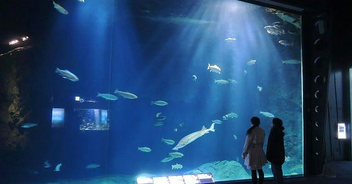 サケのふるさと 千歳水族館の料金2026|大人800円・乳幼児無料・サケの遡上が見られる時期と営業時間