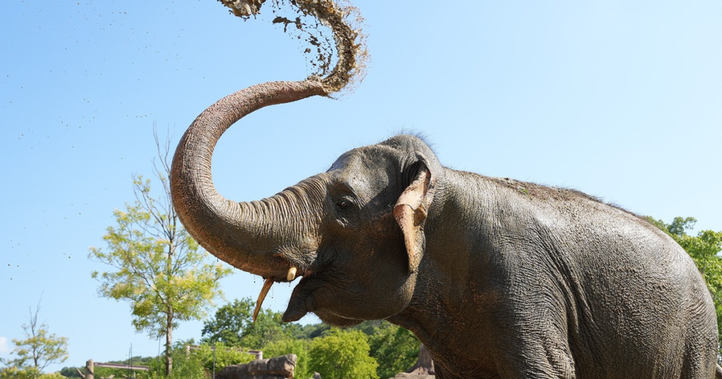 東山動植物園の料金2026｜10月から大人800円に値上げ・中学生以下無料と遊園地・スカイタワーの値段