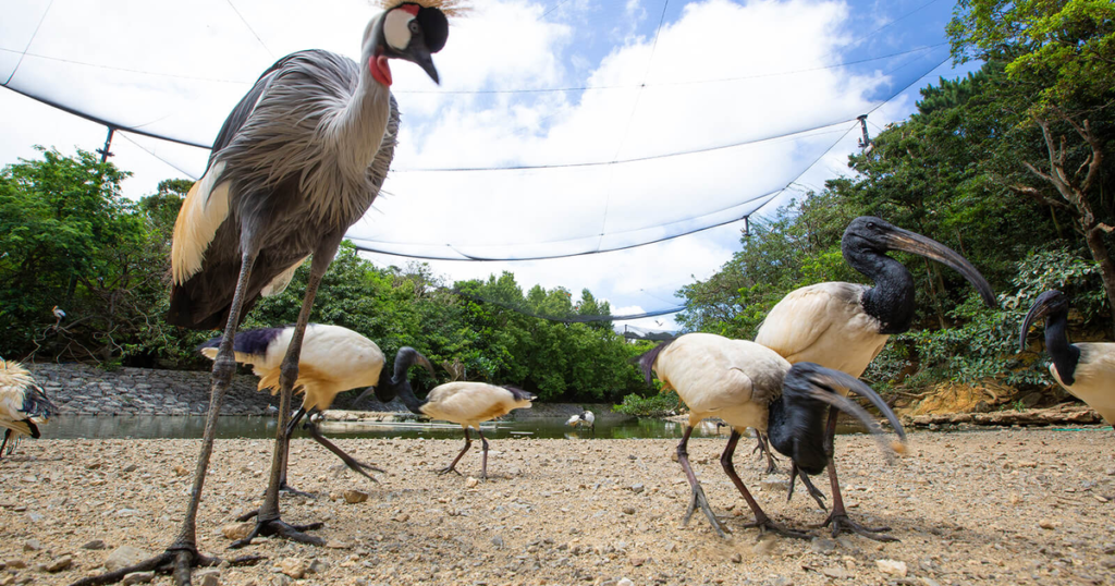 ネオパークオキナワの料金とチケット2026｜入園券は事前150円安い・軽便鉄道セットと回り方