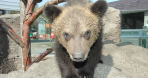 登別クマ牧場の料金2026｜ロープウェイ往復込み3,200円・3歳以下無料・エサやりと冬の営業