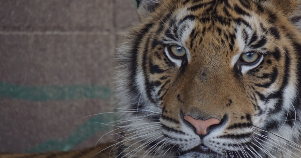 しろとり動物園の料金とチケット2026|早割は前日まで110円引き・土日の駐車場は有料