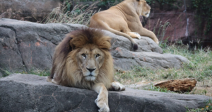 天王寺動物園の料金とチケット2026｜大阪市内の小中学生は無料・WEBチケットで窓口に並ばない回り方