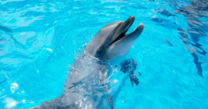 九十九島水族館海きららの料金2026｜3歳以下無料・イルカショーの時間と遊覧船