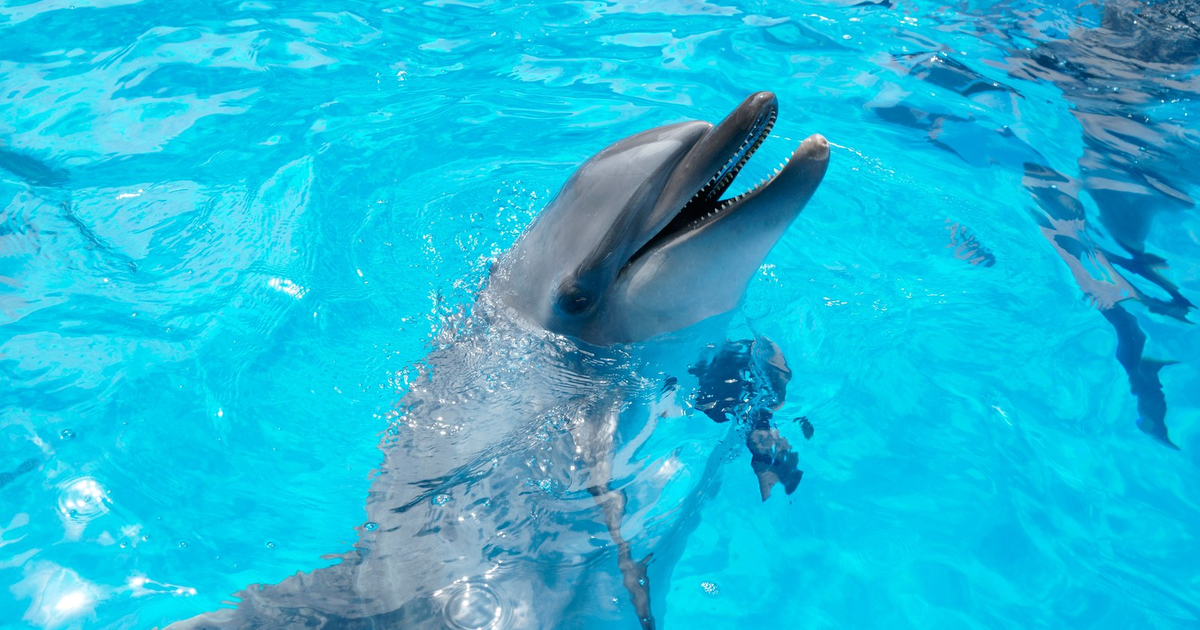 九十九島水族館海きららの料金2026｜3歳以下無料・イルカショーの時間と遊覧船