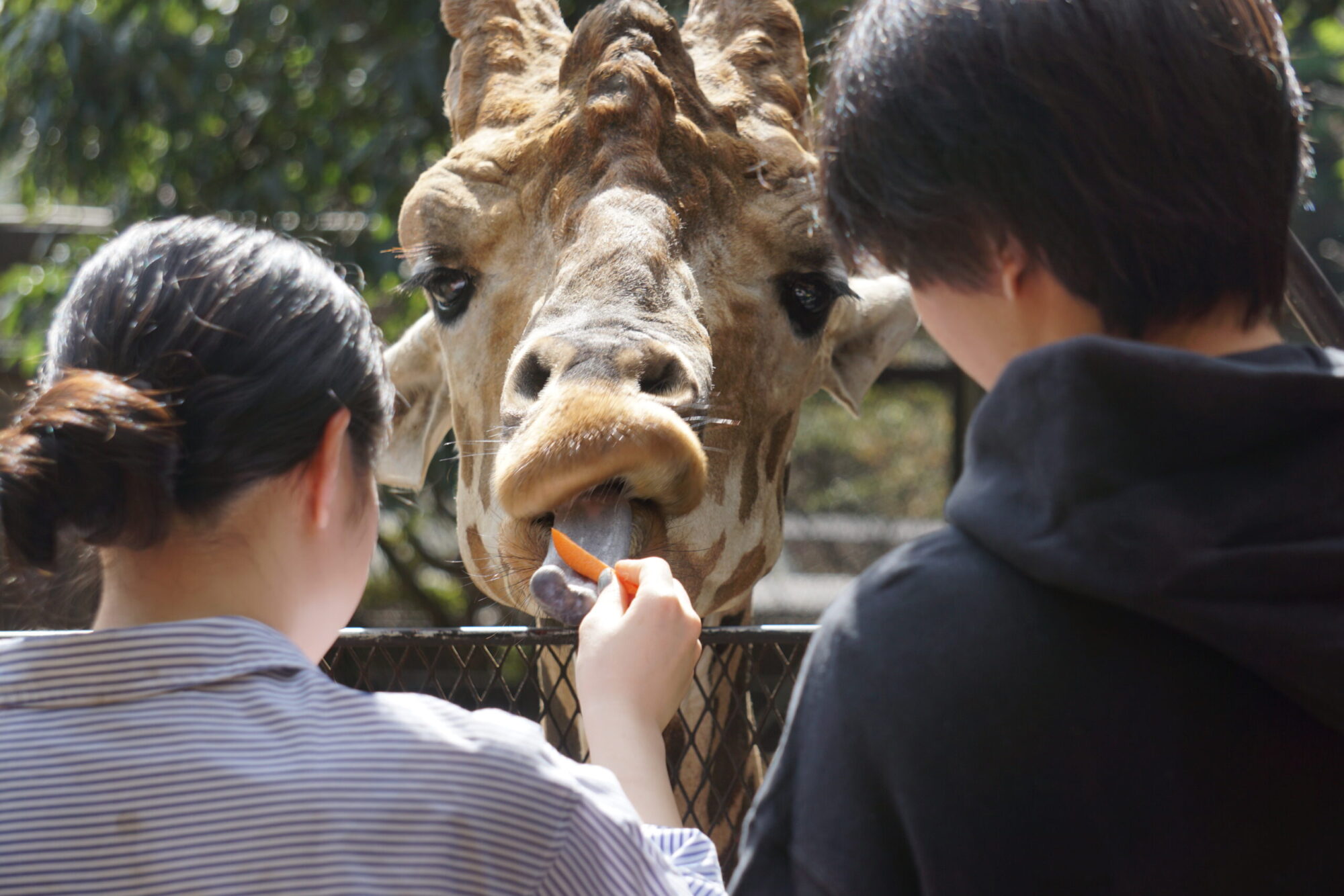 キリンにおやつをあげる来園者