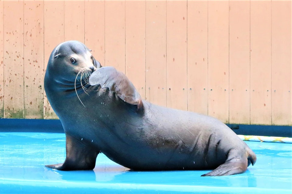 うみの杜スタジアムのカリフォルニアアシカ