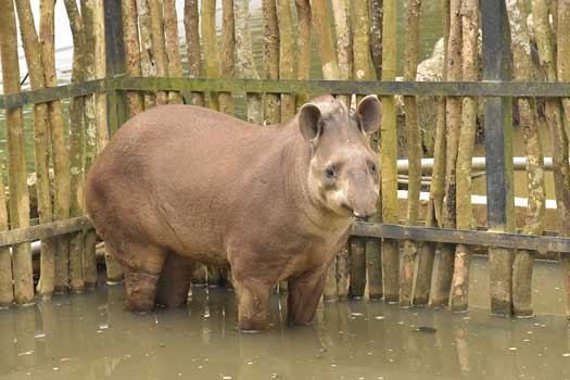 水辺に立つアメリカバク