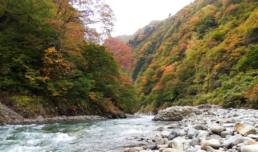 紅葉した木々に囲まれた清津川の河原