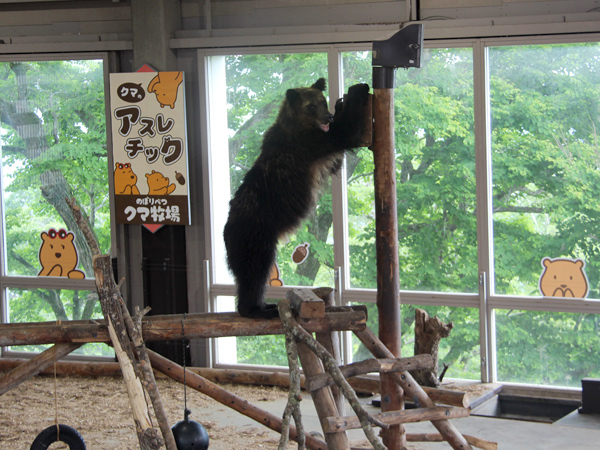 クマ山ステージの丸太の上で柱に前足をかけて立つヒグマ