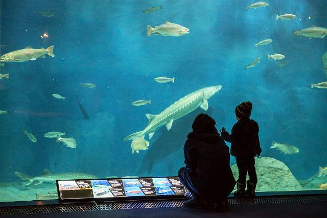 チョウザメが泳ぐ大水槽の前に立つ親子