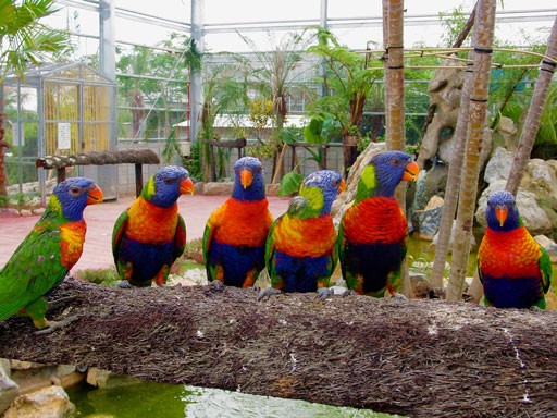 止まり木に並ぶゴシキセイガイインコ
