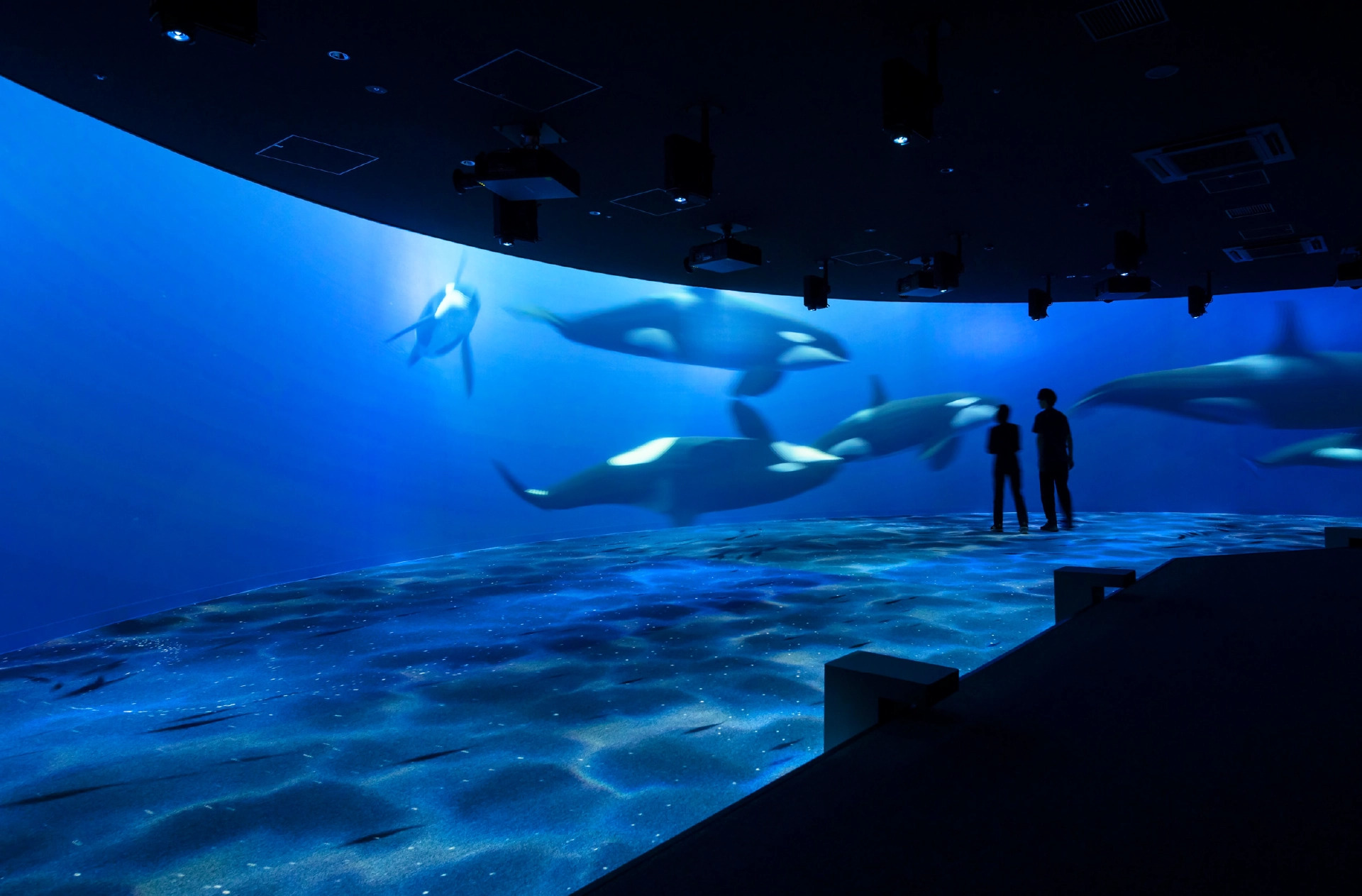 BLUE ROOMの大型スクリーンに映るクジラの仲間