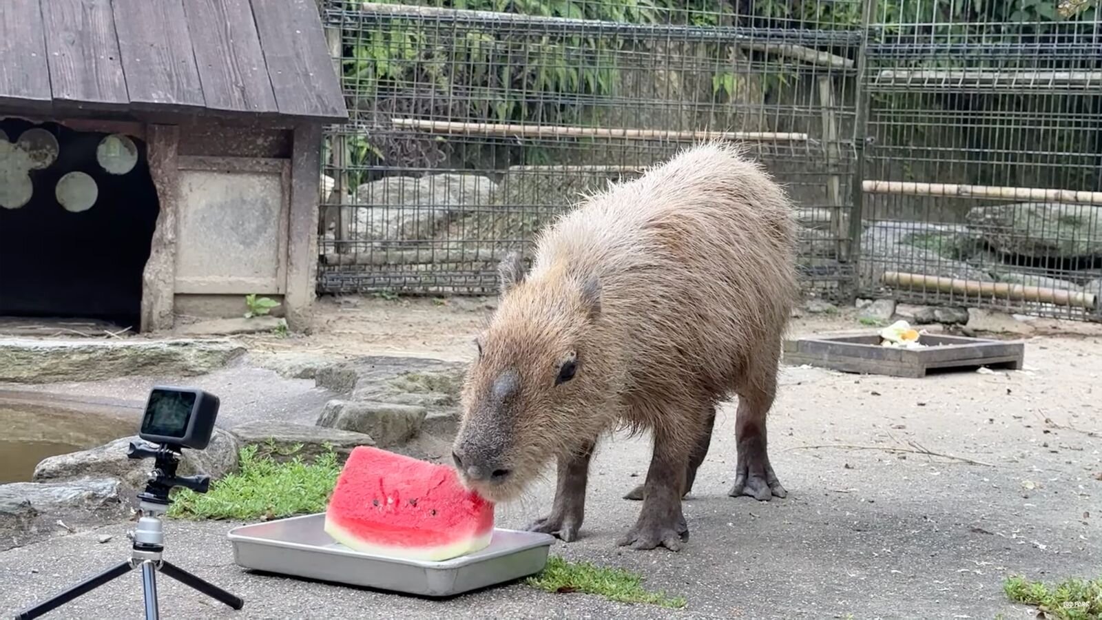 スイカを食べる長崎バイオパークのカピバラ
