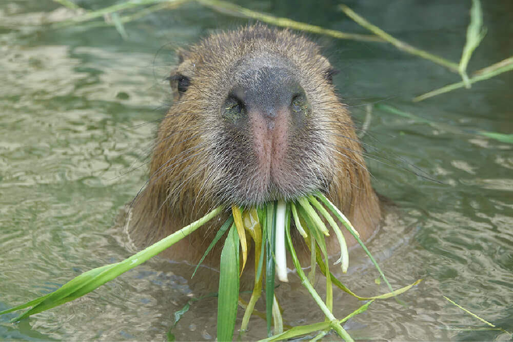 草をくわえて水から顔を出すカピバラ