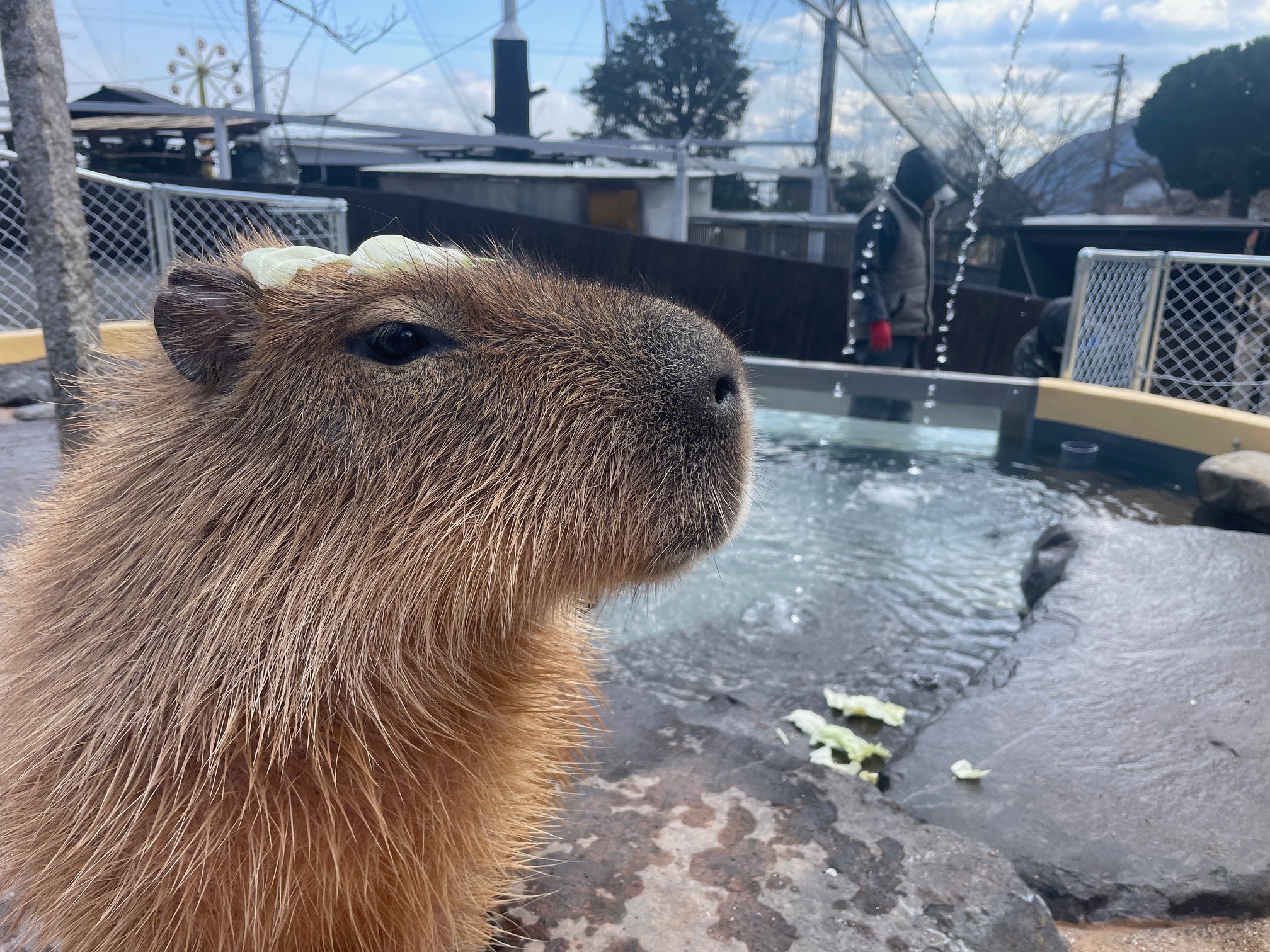 頭にキャベツの葉をのせたカピバラ