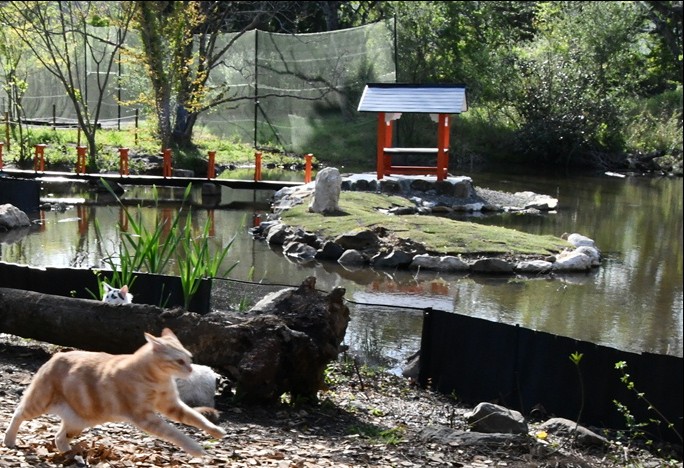 池のある庭を走るねこ村の猫