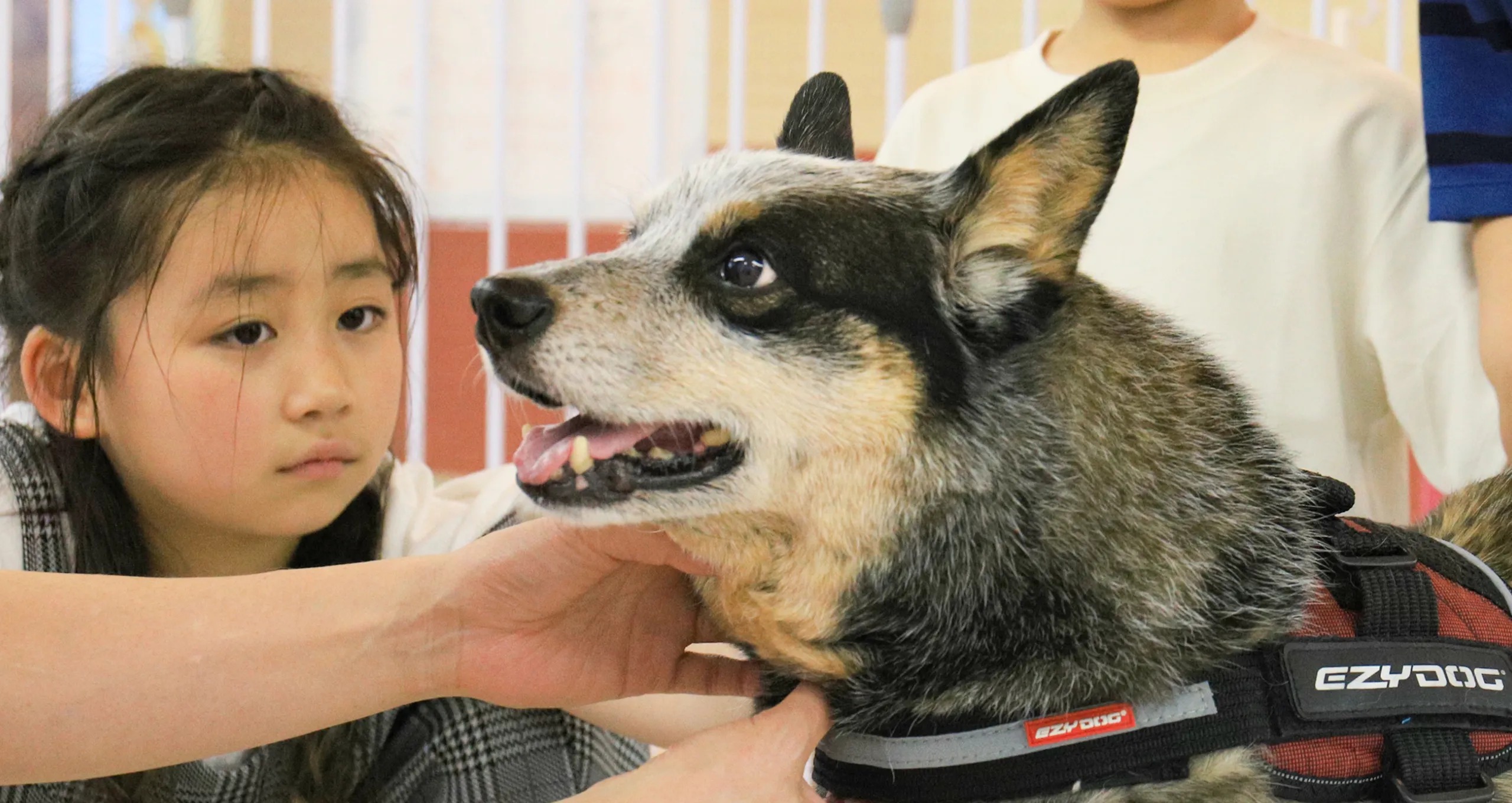 ハーネスをつけた犬の頭をなでる女の子