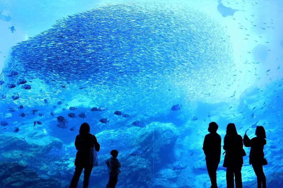 大水槽で群れになって泳ぐマイワシ