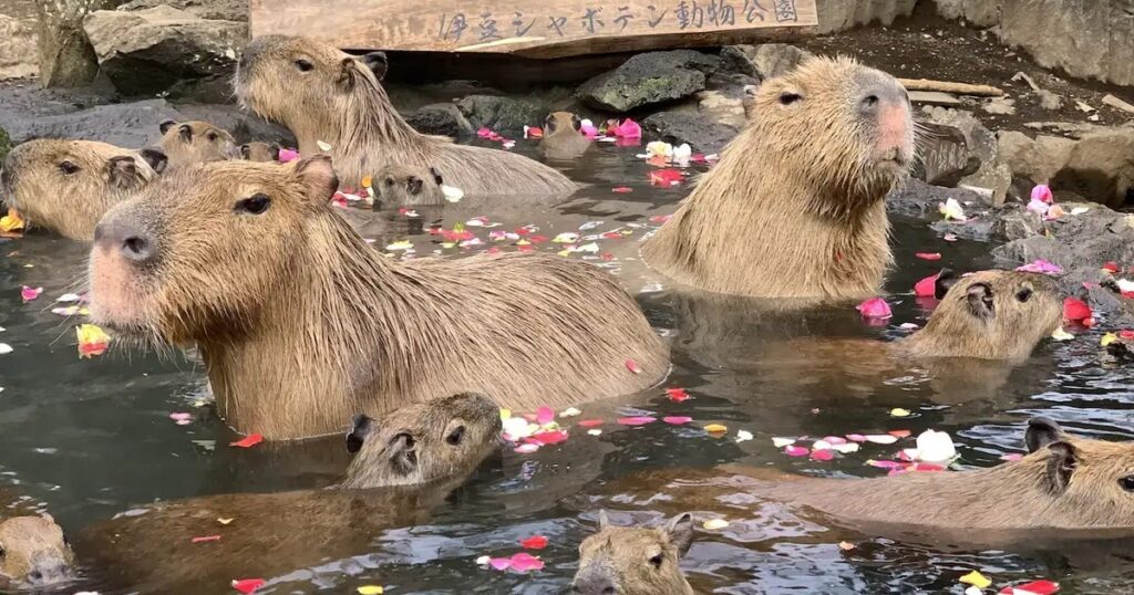 伊豆シャボテン動物公園 花びらの浮かぶ露天風呂につかるカピバラの群れ