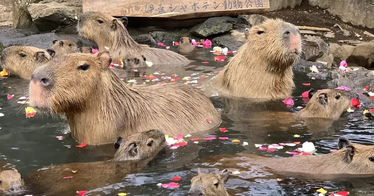 伊豆シャボテン動物公園 花びらの浮かぶ露天風呂につかるカピバラの群れ