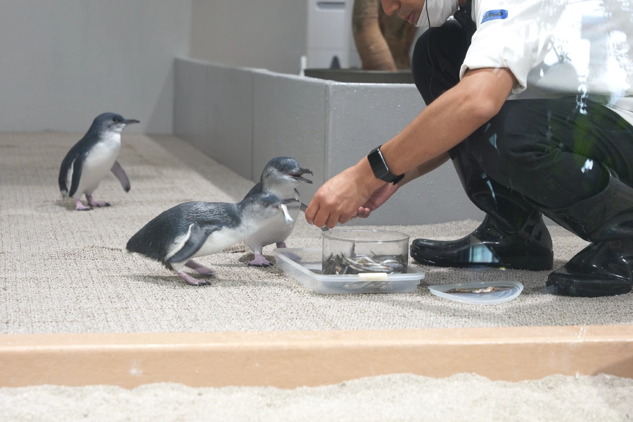 フェアリータイムで小魚を与えられるフェアリーペンギン