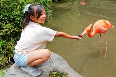 フラミンゴに手からエサをあげる女の子