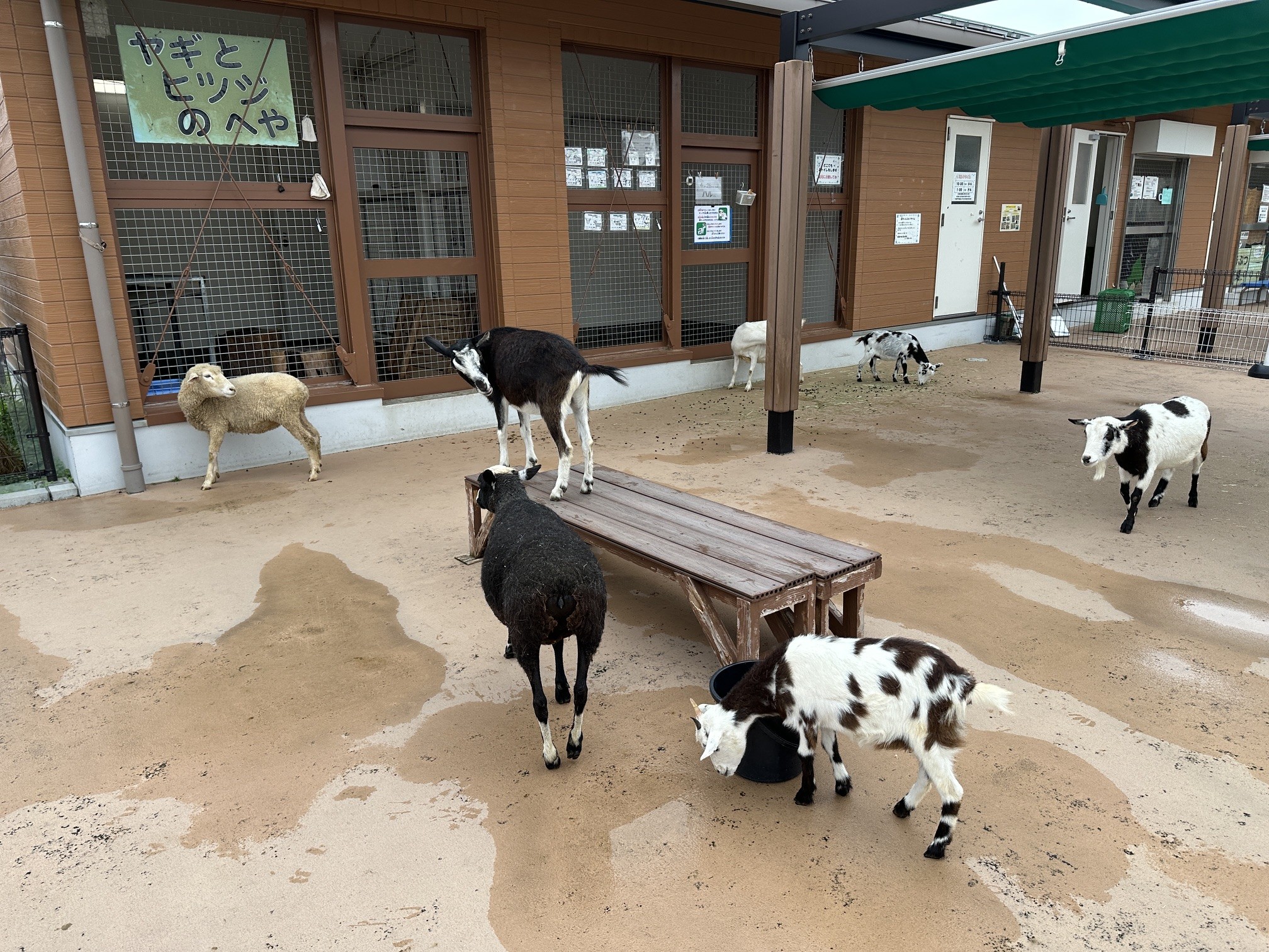 ふれあい広場のヤギとヒツジ
