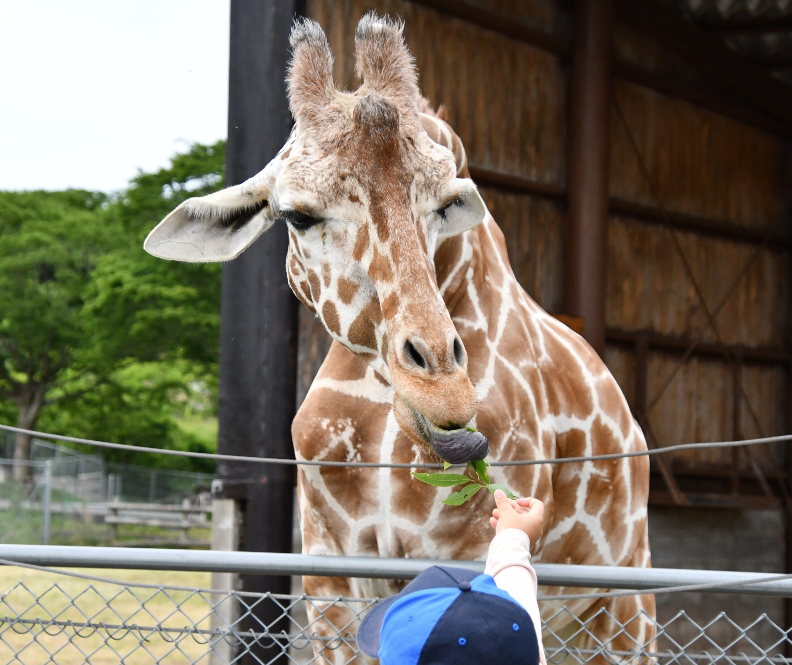 子どもがキリンに葉をあげるエサやり体験
